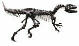 Allosaurus Leg On Custom Mount - Reduced Price #56532-7